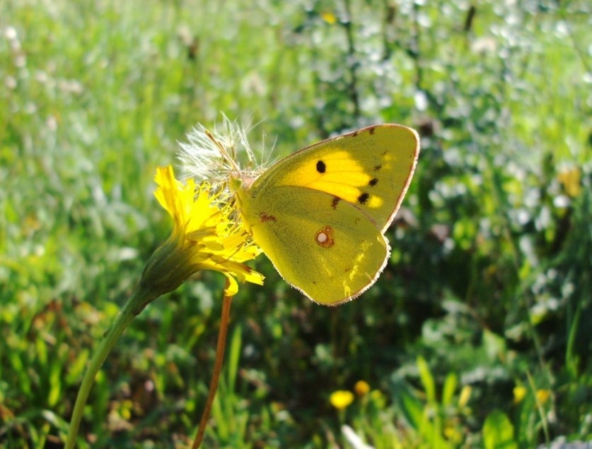 Farfalle di Valtellina, Valchiavenna, V.Poschiavo, Bregaglia